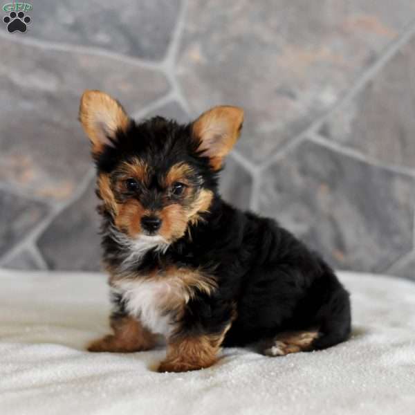 Irma, Yorkie Puppy